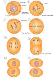 Chromosomes are lined up on the equator, some spindle fibers are visible. Plant Life Mitosis And Meiosis