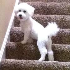 He Looked Like This Once When He Got A Bad Haircut Dog Lovers Dogs Dog Hair