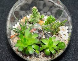 How to care for succulents: Succulent Terrarium Instructions Learn About Growing Succulent Plants In Terrariums