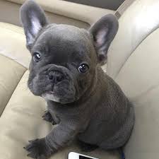 This makes natural reproduction difficult, and breeders use artificial insemination as a result. French Bulldogs For Sale In Iowa Petfinder