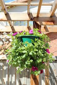 Over 2,289 hanging flower baskets pictures to choose from, with no signup needed. How To Plant A Professional Looking Hanging Flower Basket
