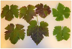 Image result for Grapevine leafroll virus