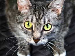 All camelids (llamas, alpacas, camels, vicunas, guanacos) have exquisite eyelashes. Feline Trivia 10 Absolutely Wild Cat Facts