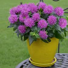 Image result for Monarda didyma