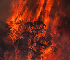 Photographer Matthew Abbott Documents Australia S Bushfire Crisis In Terrifying Pictures Terrifying Pictures Environmental Art Australia