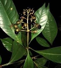 Image result for Psychotria vogeliana