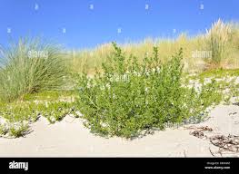 Image result for Salsola kali