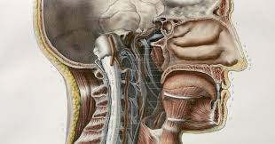 List of organs of the body. Doctors May Have Found Secretive New Organs In The Center Of Your Head The New York Times