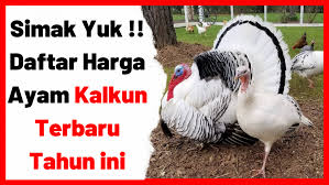 Beli produk ayam kalkun berkualitas dengan harga murah dari berbagai pelapak di indonesia. Kalkun Di Tahun 2021 Simak Daftar Harga Terbarunya