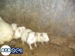 Fill your cart with color today! Guinea Pigs For Sale In Cheap Price Kerala Kottayam Kottayam Free Classifieds