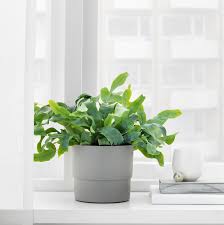 Nypon In Outdoor Grey Plant Pot 12 Cm Ikea Ubertopf Draussen Innen Aussen