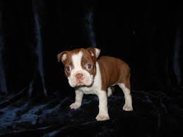 Our goal is to raise the. Boston Terrier Puppies For Sale Oregon