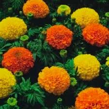 We did not find results for: Premier Seeds Direct 13 S0oz Hqod Marigold Crackerjack 1900 Seeds Buy Online In Angola At Angola Desertcart Com Productid 51902048
