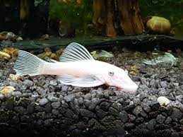 Stefan seuß zeigt euch wie ihr gezielt große welse am fluss fangen könnt. Ancistrus Sp L 144 Variation Snow White Welse