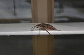 I will crush its hard shell. How Do You Get Rid Of Stink Bugs 7 Tips The Pest Rangers