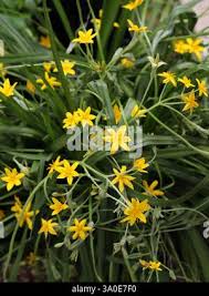 Image result for Hypoxis angustifolia