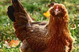 Why wyandotte chickens are one of my top choices. Chicken Breeds For The Small Farm Or Backyard Flock