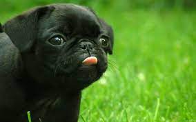 Follow the vibe and change your wallpaper every day! Cute Black Dog Wallpaper Hd Novocom Top