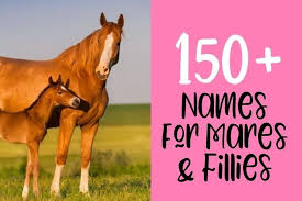 170 Western Horse Names For Mares And Geldings Male And Female In 2020 Horse Names Funny Horse Names Horses
