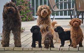 Vancouver toy poodle dogs puppies british columbia miniature poodle puppy red poodle puppies moyen poodles toy poodle adopt dogs puppies. Australian Labradoodle Puppies For Sale Shipping Availablecute Labradoodles