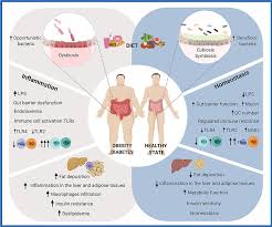 Frontiers | Polyphenol-Mediated Gut Microbiota Modulation: Toward Prebiotics  and Further