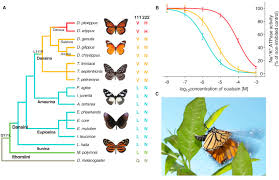 We did not find results for: Demystifying Monarch Butterfly Migration Sciencedirect