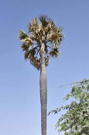 Image result for Borassus aethiopum