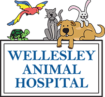1332 w sunshine st springfield, mo 65807. Wellesley Animal Hospital Veterinarians In Wellesley