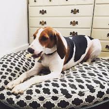 A cross between the virginia foxhound and bloodhound. Treeing Walker Coonhound Dog Breed Information And Pictures