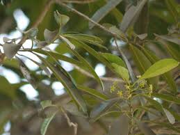 Image result for Elaeodendron