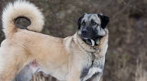 The incredibly loyal anatolian shepherd dog was second to none as a working guard dog. Anatolian Shepherd Breed Info Temperament Facts Puppy Costs More