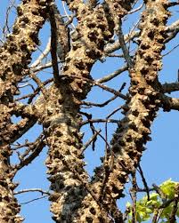 Image result for Philenoptera bussei