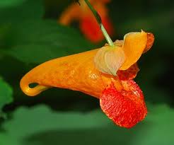 Image result for Impatiens zombensis