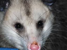 The sound of a scurrying mouse is almost continuous, while a rat running has a more distinct sound from the impact of their paws. Opossums And Gardening A Few Things To Know The National Wildlife Federation Blog The National Wildlife Federation Blog