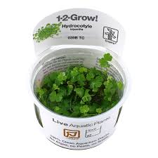 Image result for Hydrocotyle