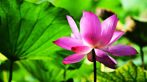 Morning Relaxing Music Meditation Music Healing Music Yoga Music Study Music Bolton Youtube