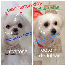 Notable Differences Between Coton De Tulear And Maltese Coton De Tulear Animals Maltese