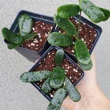 From general topics to more of what you would expect to find here, uncommonplant.com has it all. Hoya Rotundiflora 20201226 Peace Love Happiness Club