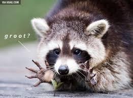 Funny Guardians Of The Galaxy Rocket Raccoon And Groot Meme Marvel Funny Animals Animals