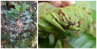 Image result for Harungana montana