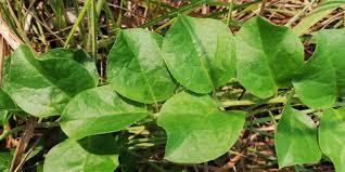 Image result for Kalaharia uncinata