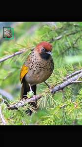 Image result for Erythrocephalum