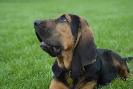 Use them in commercial designs under lifetime, perpetual & worldwide rights. About The Breed Bloodhound Highland Canine Professional Dog Training Solutions
