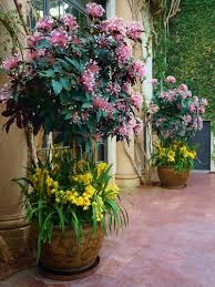 Image result for Clerodendrum