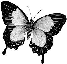 Check spelling or type a new query. Butterfly Dot Art Black And White Novocom Top