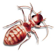 Die kleine rote spinne tritt in scharen auf, was ihr vorkommen noch unhygienischer macht. Staublause Bekampfen Bucherlause Bekampfen Kammerjager