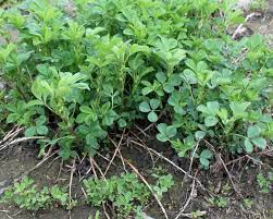 Maybe you would like to learn more about one of these? When Alfalfa Winterkills What Can You Do Forages