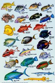 Aquarium Fish List Of Names With Images 1000 Aquarium Ideas