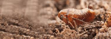 So how do you go about treating your beloved pet for fleas? Interior Exterior Flea Control Services For Greater Jacksonville Fl
