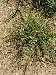 Image result for Danthoniopsis dinteri